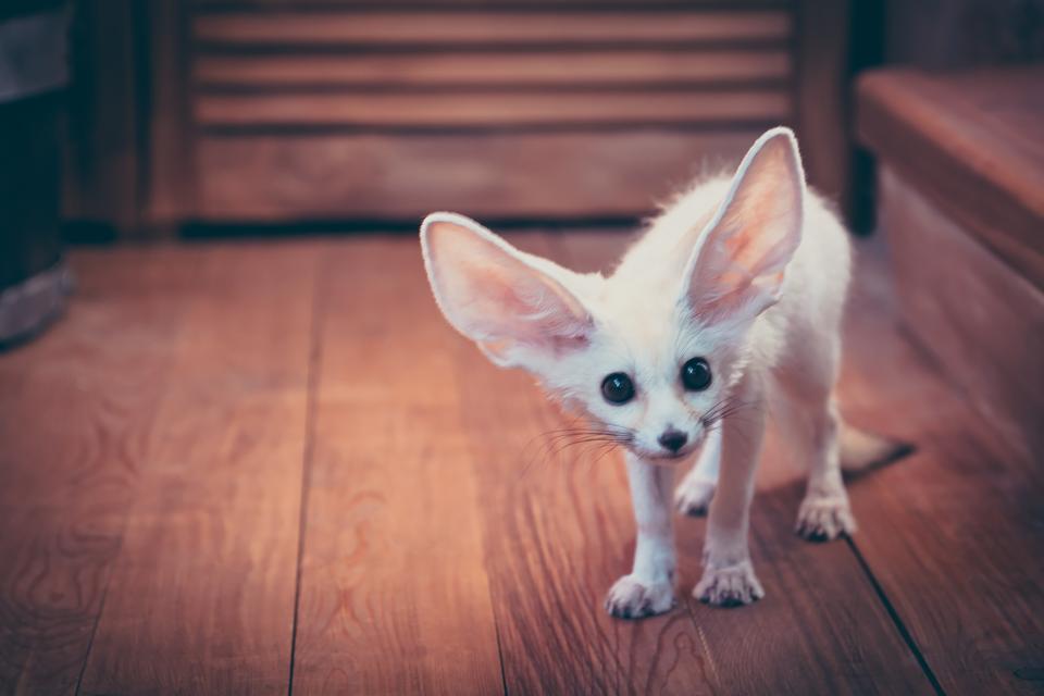 Watchful cute home pet puppy fox stared scared standing on wooden floor in rustic cabin with copy space