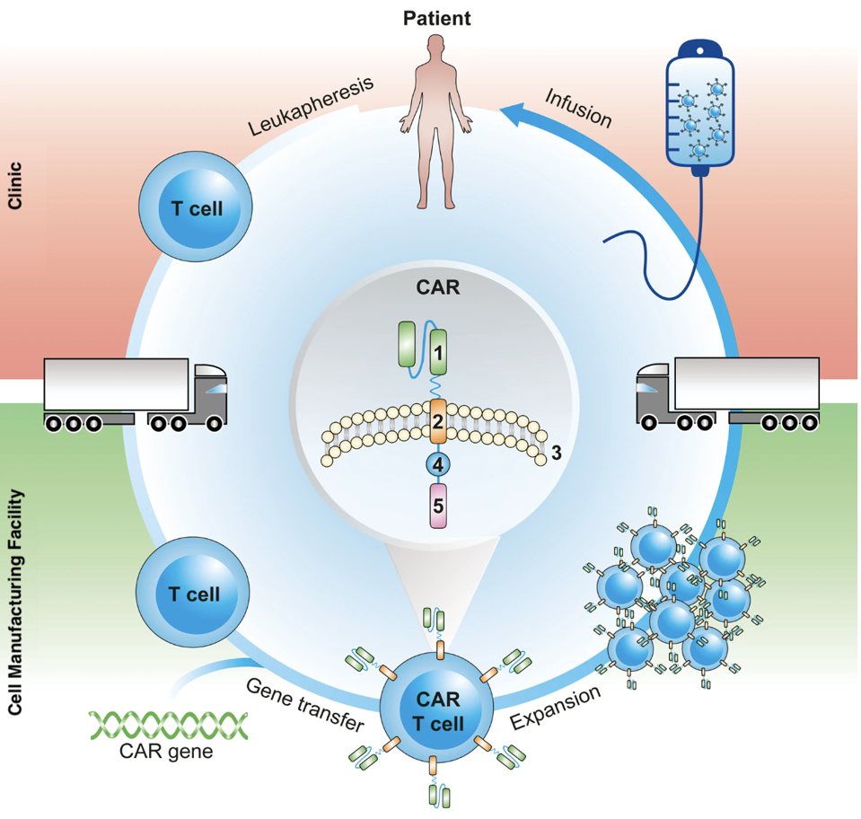 CAR T Cell Manufacture