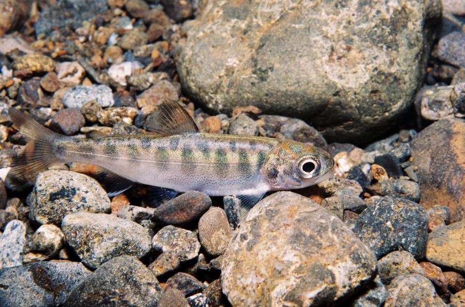 juvenile chinook salmon (Credit: Roger Tabor / USFWS)