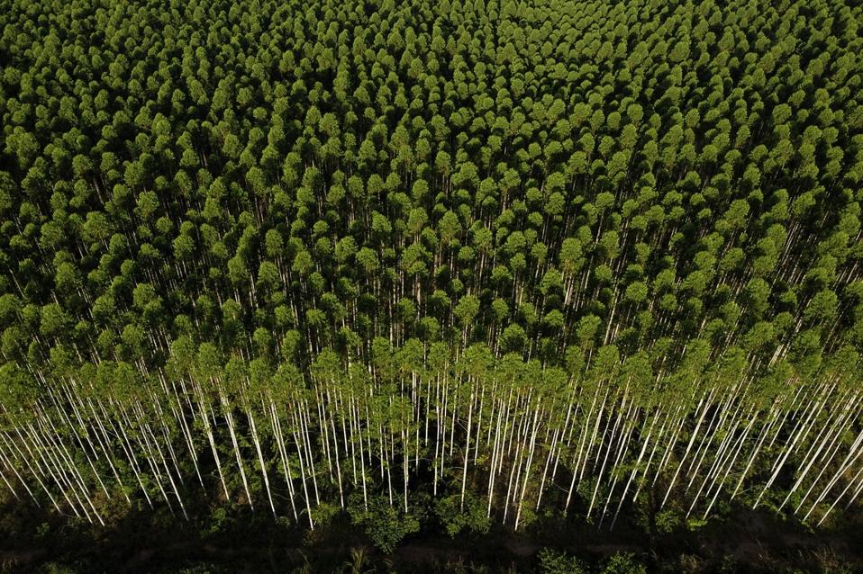 Brazil Pulp Color Brazil’s Pulp Giant Suzano Advances Bioeconomy Plan With Mitsui Deal