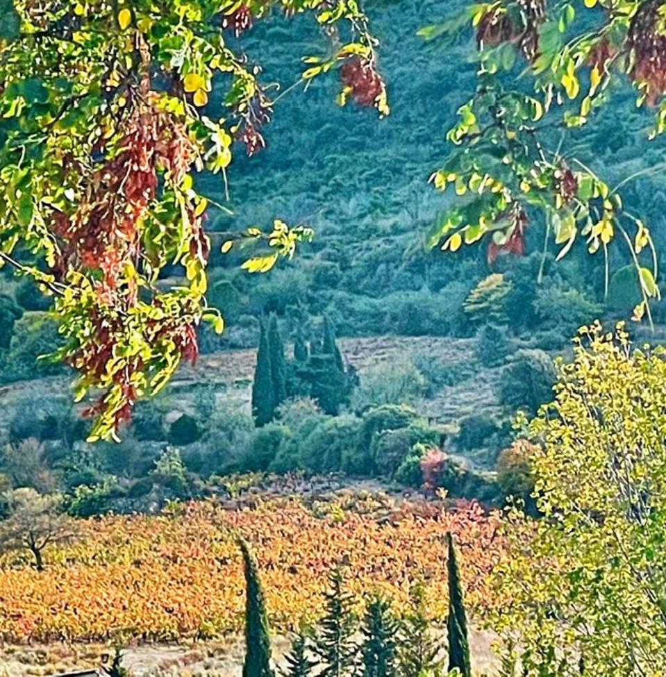 Castelmaure old vine vineyards