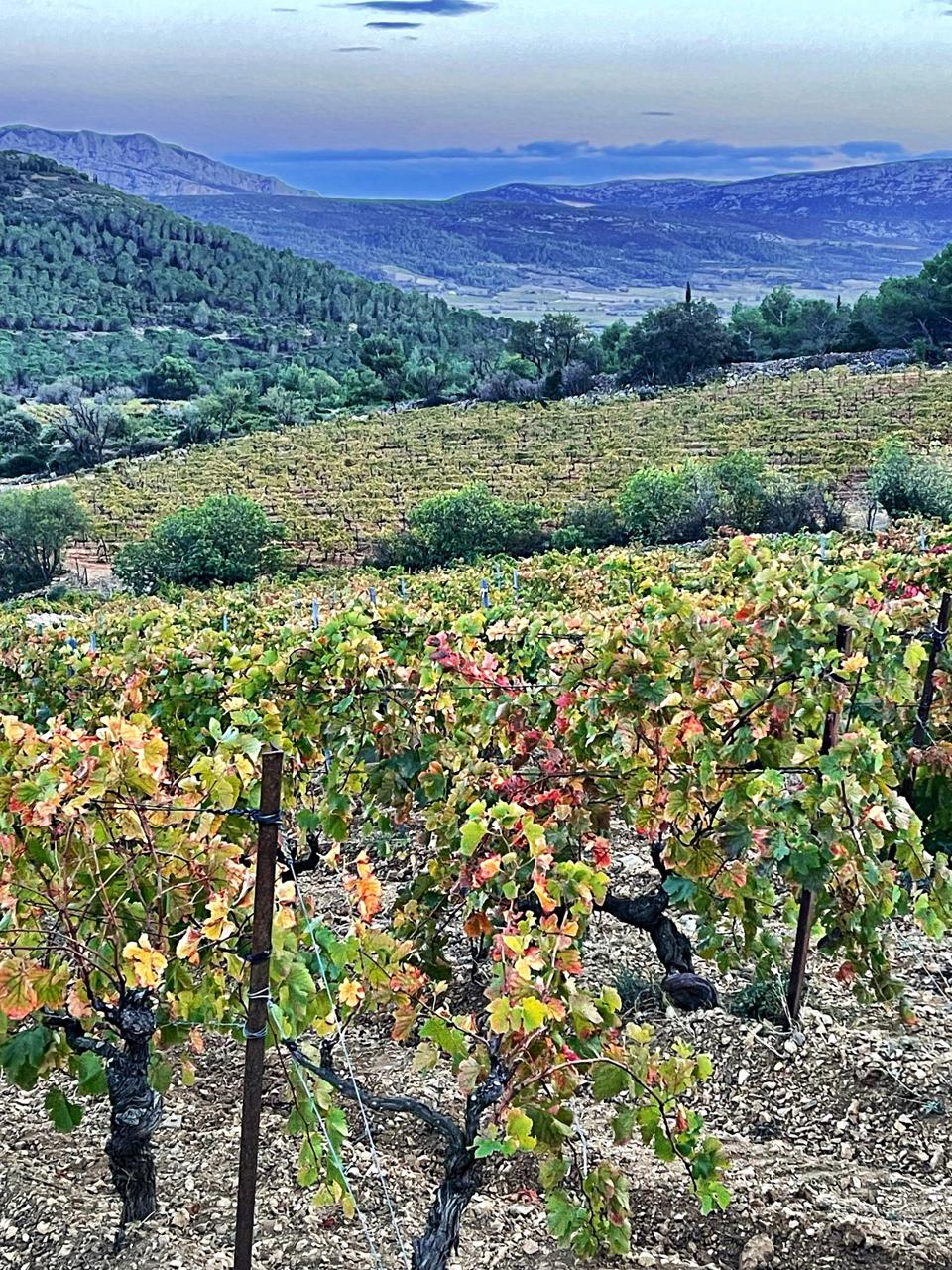 Domaine Jones Old Vine Vineyard