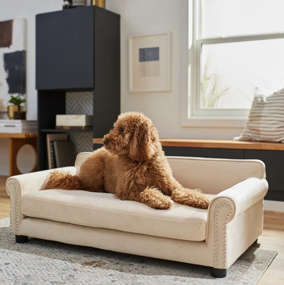 What is the Best Couch for Dog Owners? Top Picks & Tips