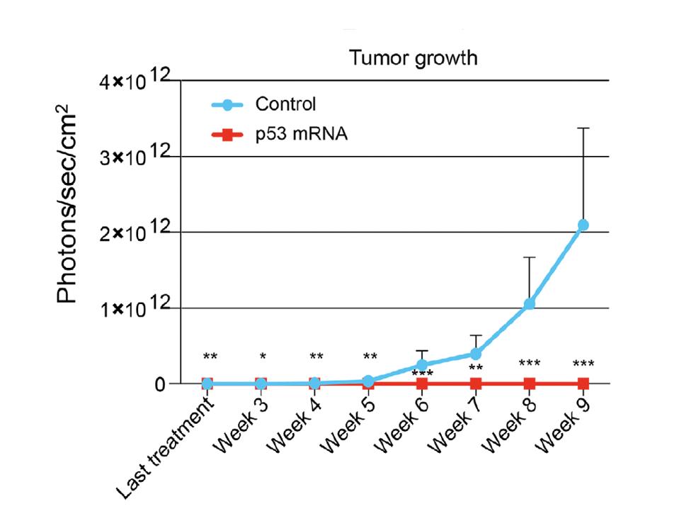 p53 treatment on tumor growth