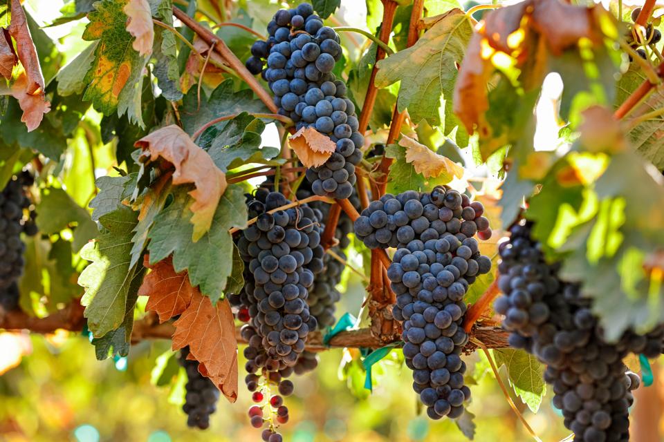 clusters of grapes on a vine