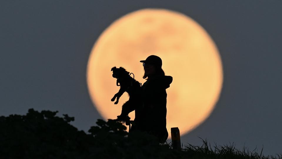 Fenomena Langka Snow Moon 2026: Bulan Tutupi Bintang Terang Regulus