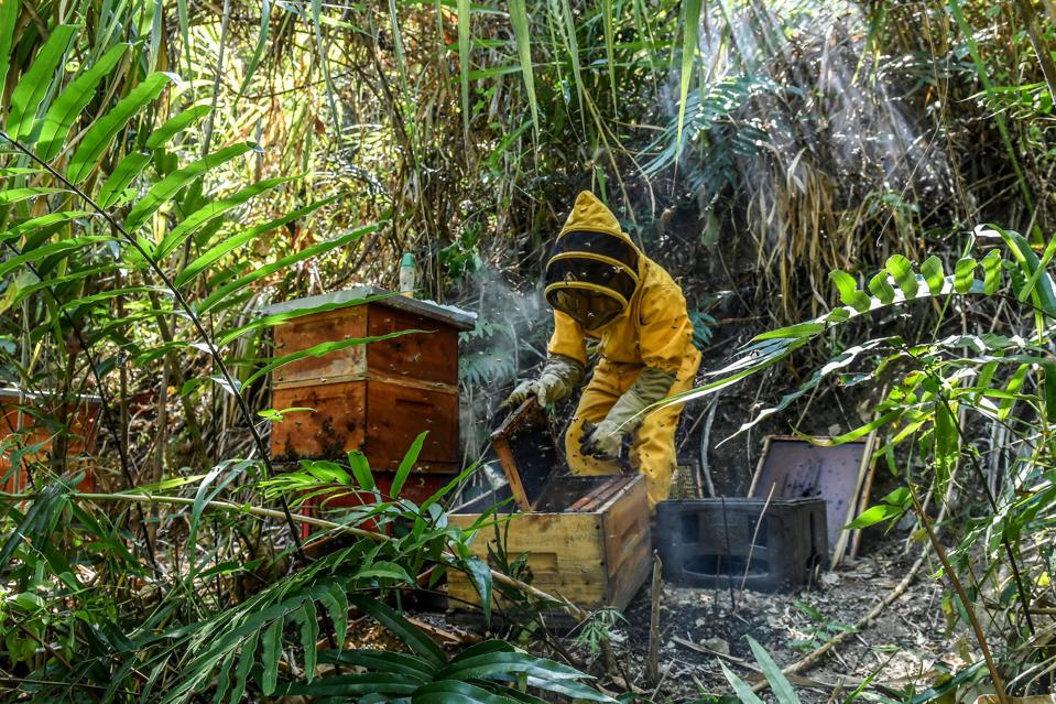 COLOMBIA-HIVES-PESTICIDES