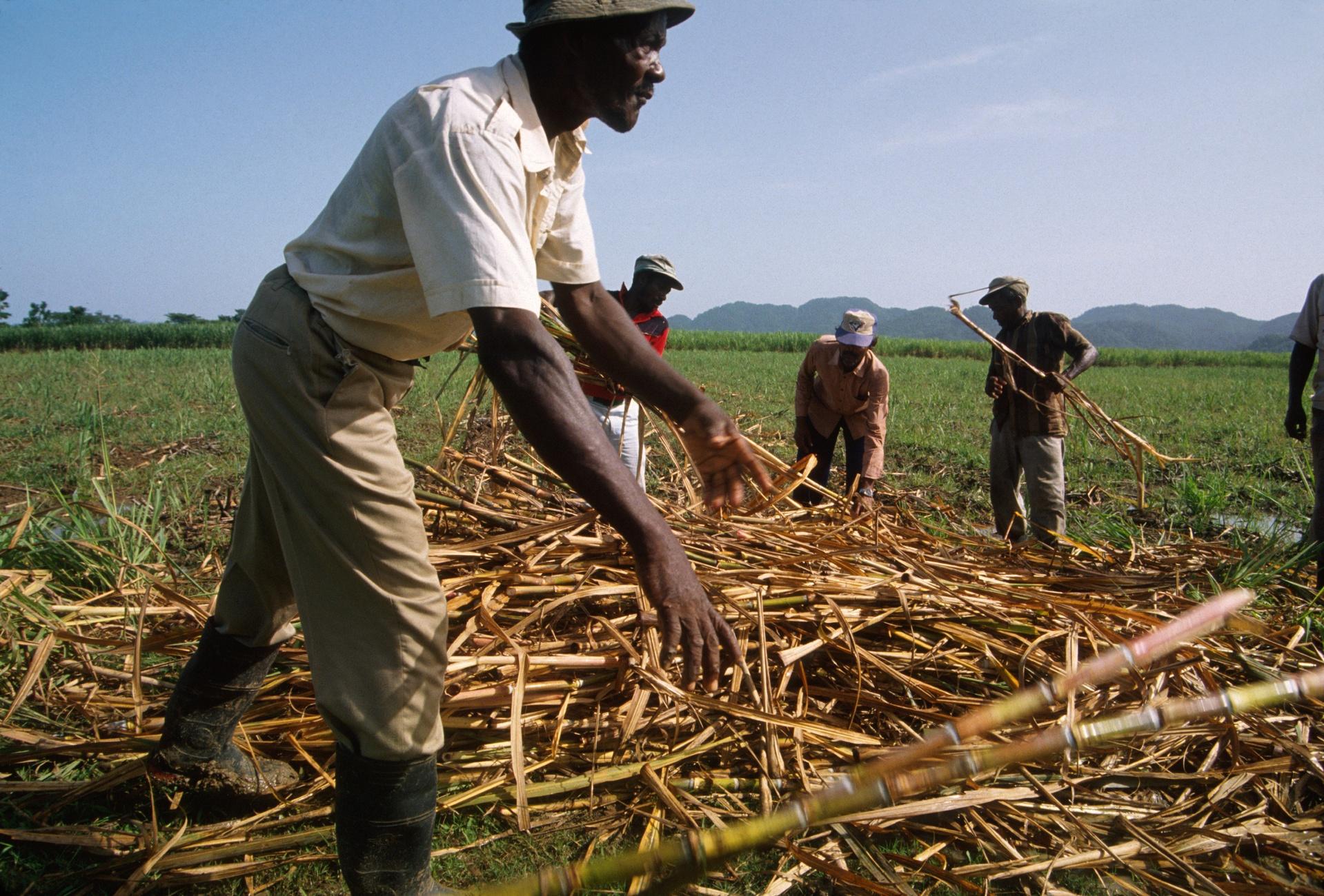 Jamaica, Canefield Workers.