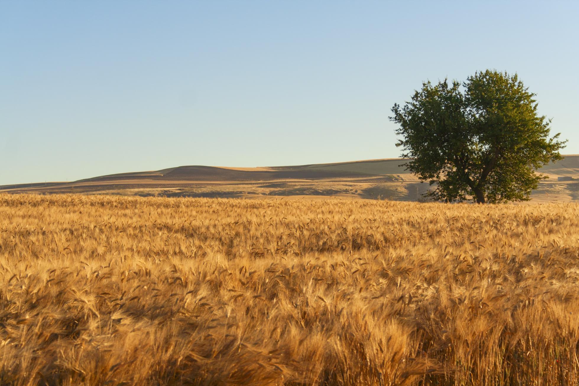 Altamura-wheat-field