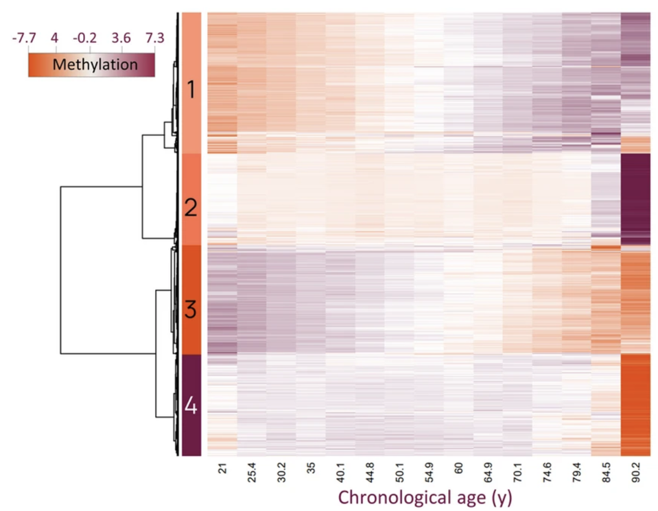 Heatmap showing methylation patterns for selected highly correlated and anti-correlated CpGs with age. The top four clusters were selected for enrichment analyses
