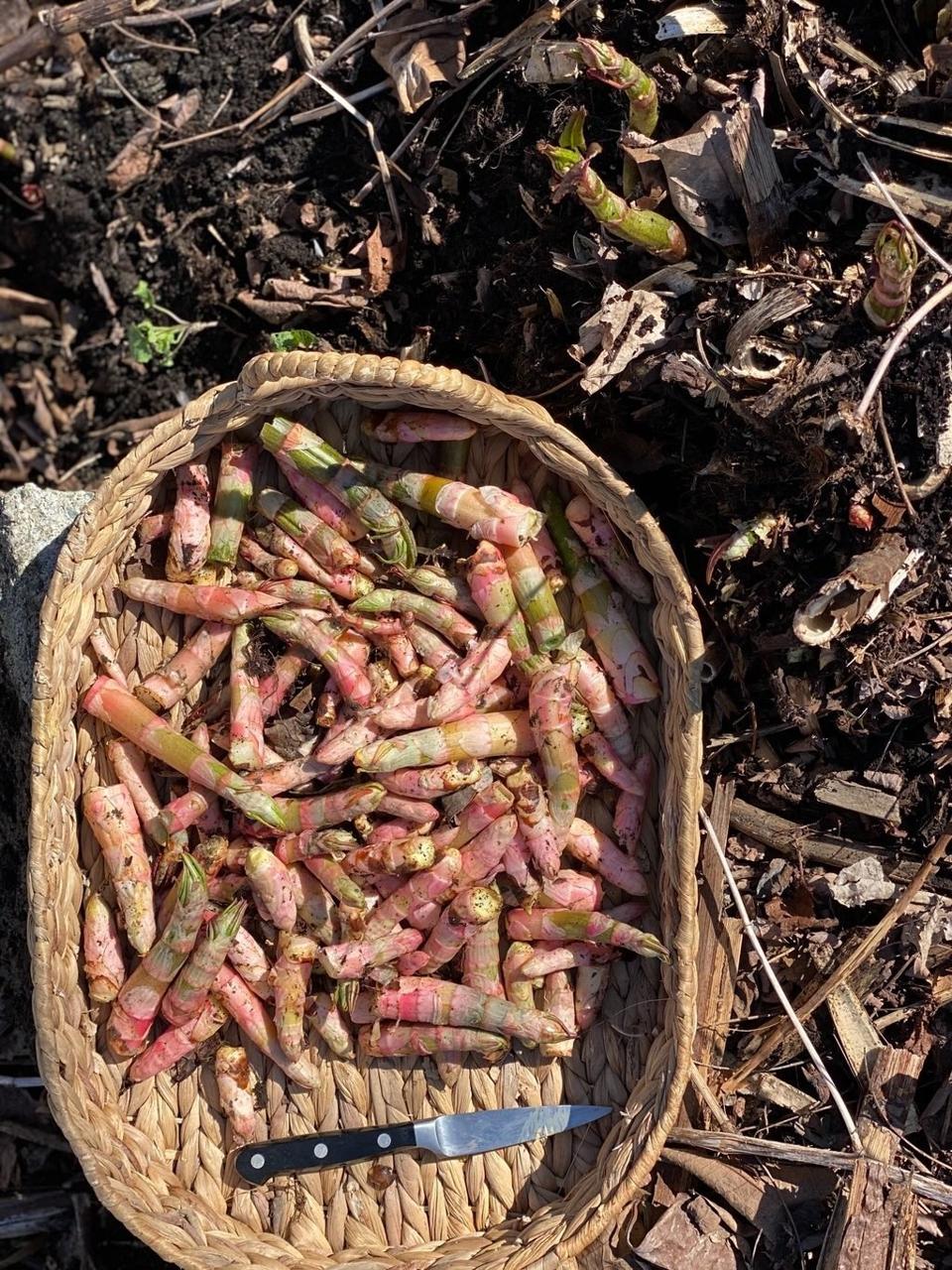 432260913_259070293925896_3717061066793611142_n