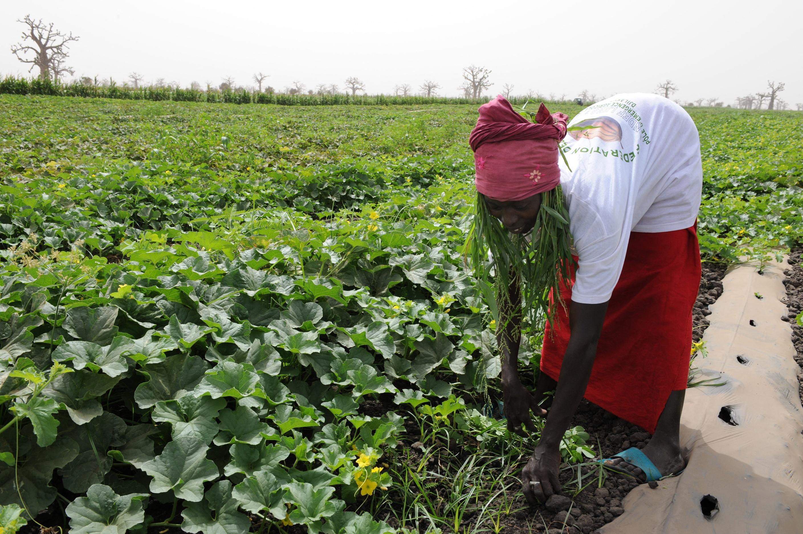 SENEGAL-AGRICULTURE-FOOD