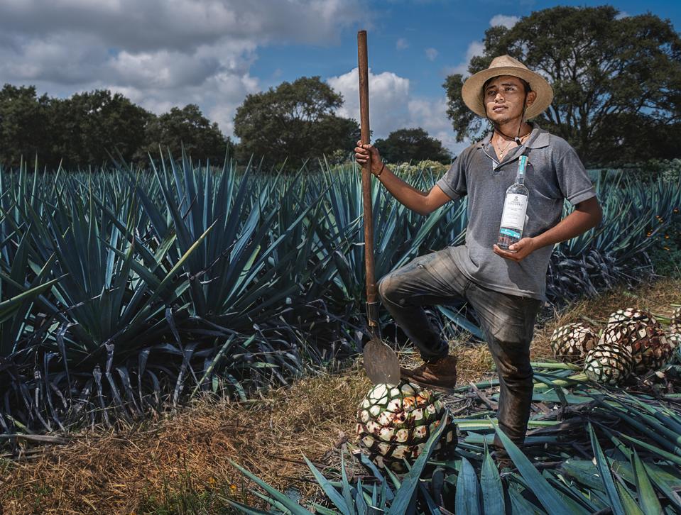 a jimador in agave field