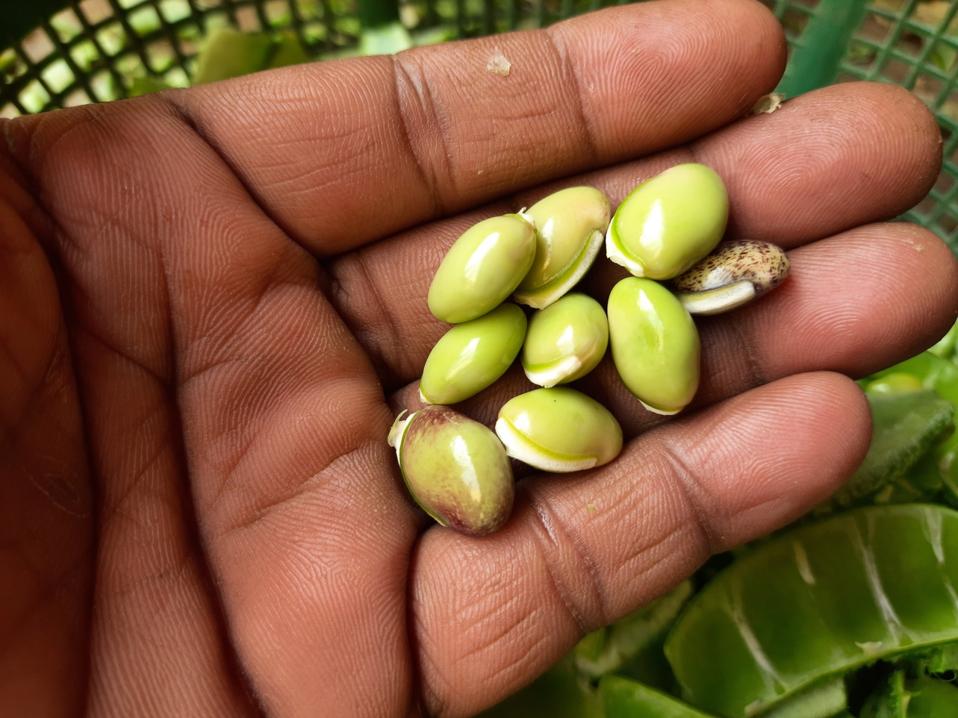 Lablab purpureus vegetable.