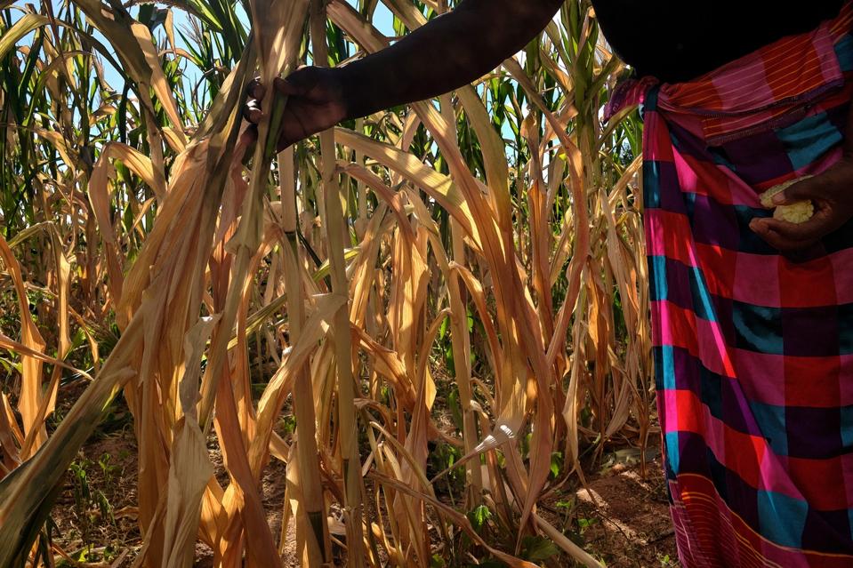 ZIMBABWE-CLIMATE-AGRICULTURE-DROUGHT