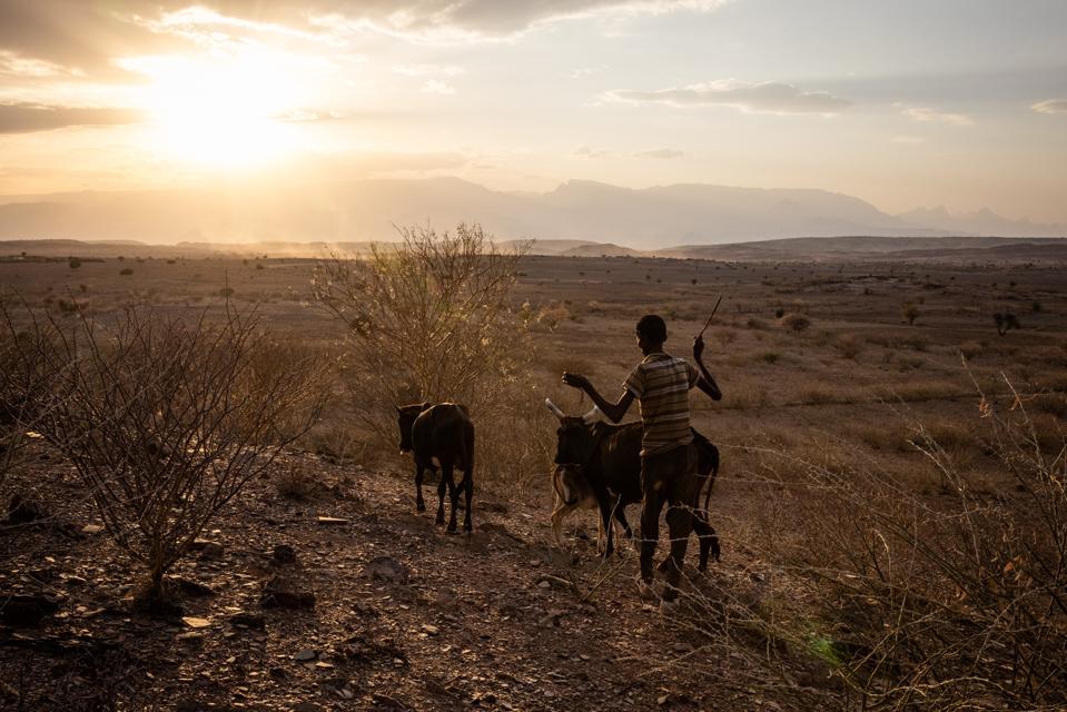 Ethiopia's Drought Worsens Humanitarian Crisis Wrought By Two-Year War