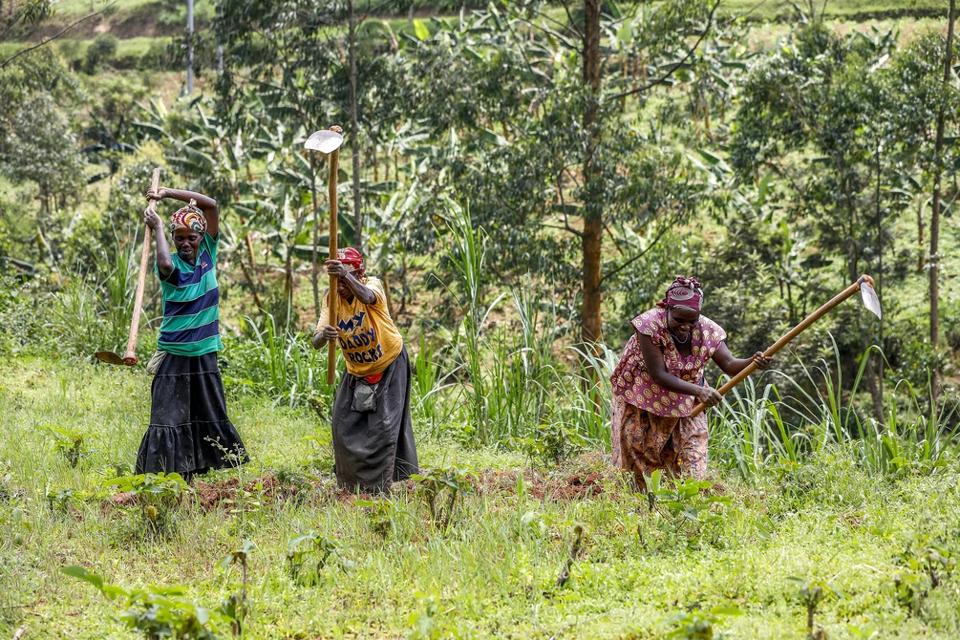 Women plowing land in Northern Rwanda