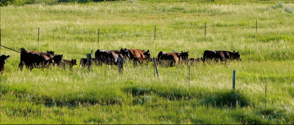 Grazing fence smaller