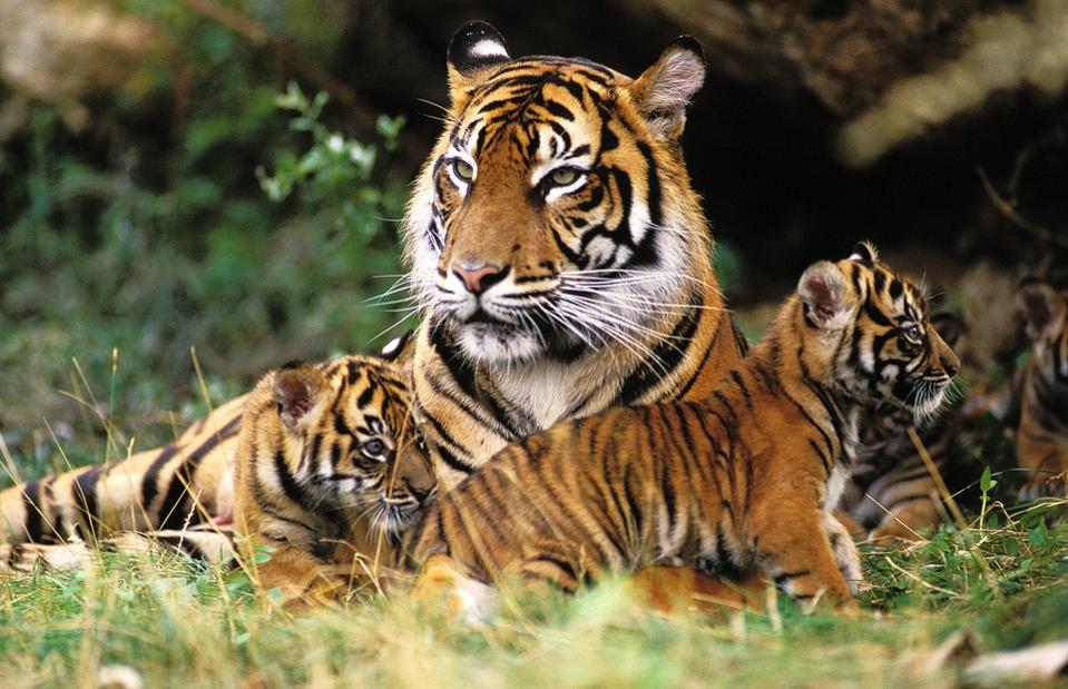 Javan Tier Javan Tiger In Captivity