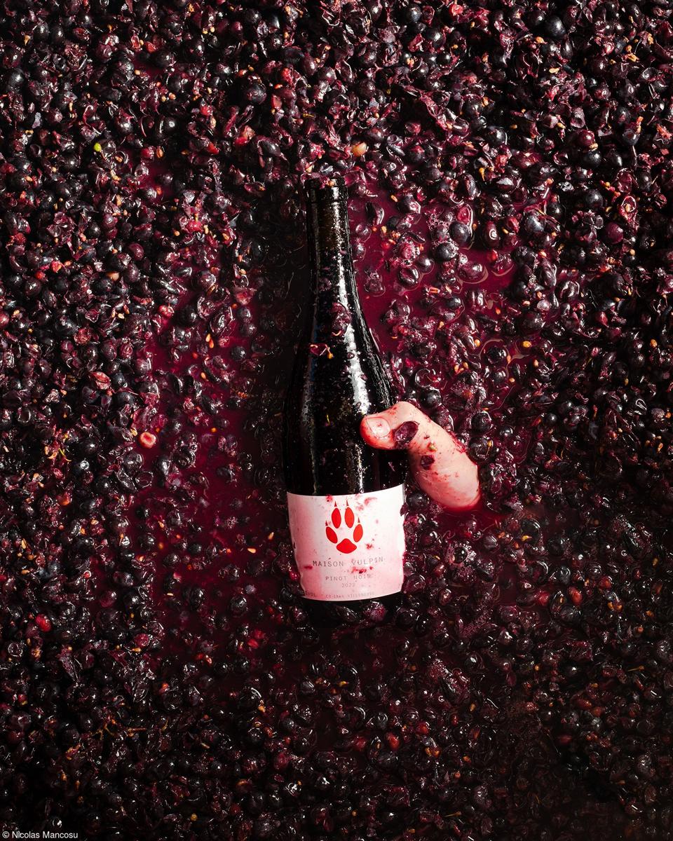 A hand holding a bottle of wine through a grape harvest.