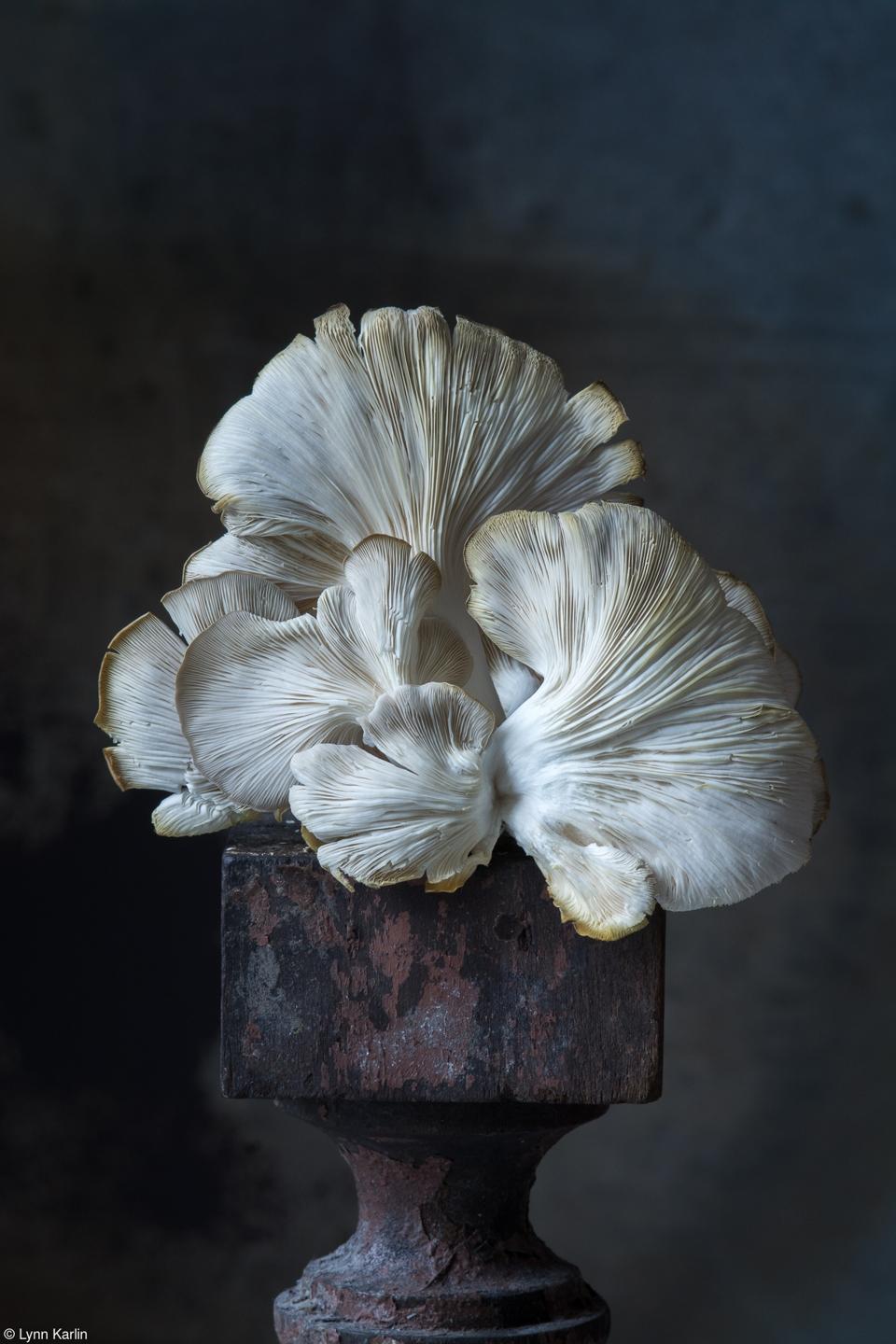 An Italian Oyster Mushroom in a vase.