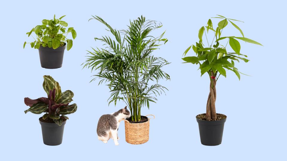 efeutute hängend kaufen Goldene Efeutute (Epipremnum aureum) kaufen main image 0