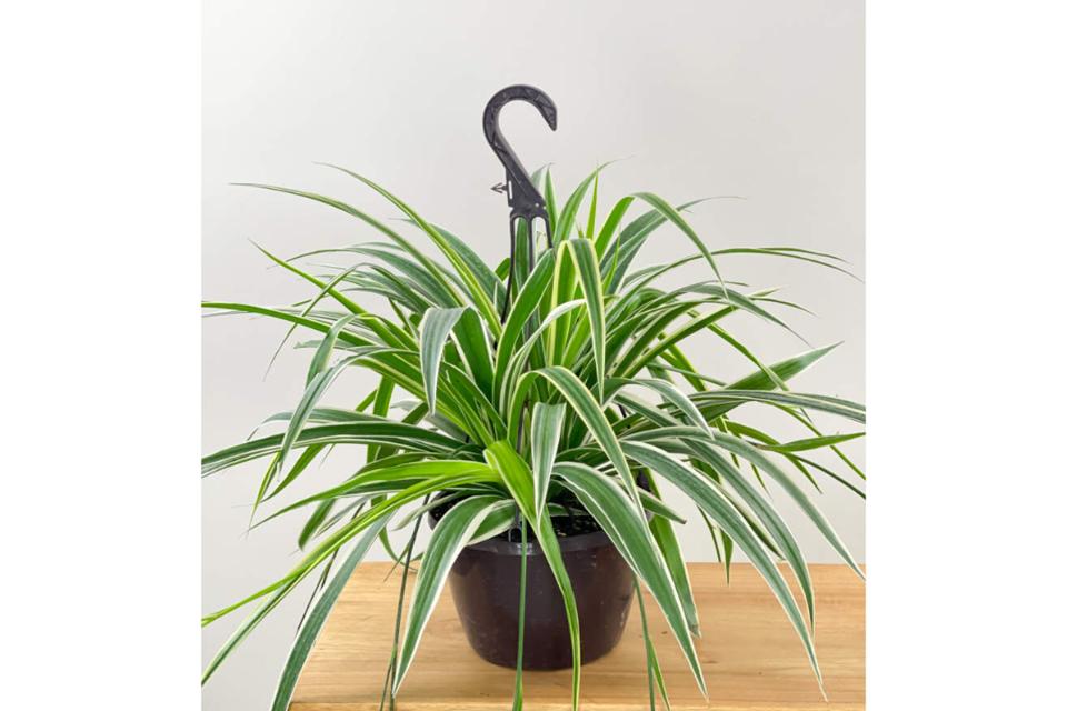 Safest Plants For Cats 2024 - Forbes Vetted