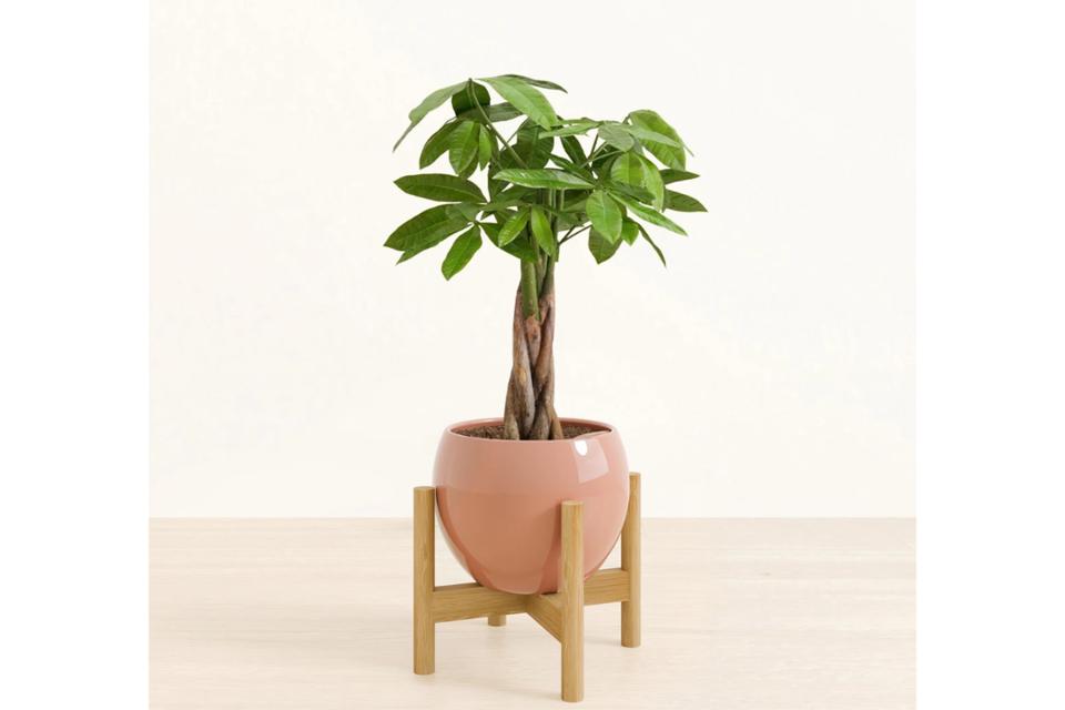 burgundy princess philodendron Philodendron erubescens 'Pink Princess Burgundy'