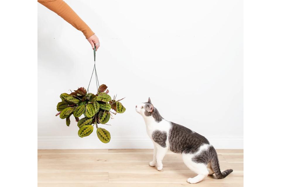Safest Plants For Cats 2024 - Forbes Vetted