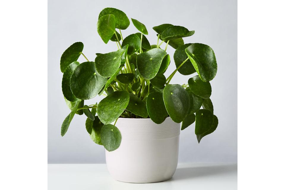 guiana chestnut money tree Money Tree 'Guiana Chestnut' Pachira Braid – Dirt Bag main image 1