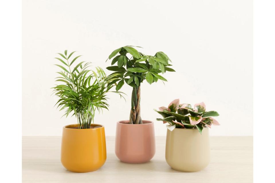 Safest Plants For Cats 2024 - Forbes Vetted