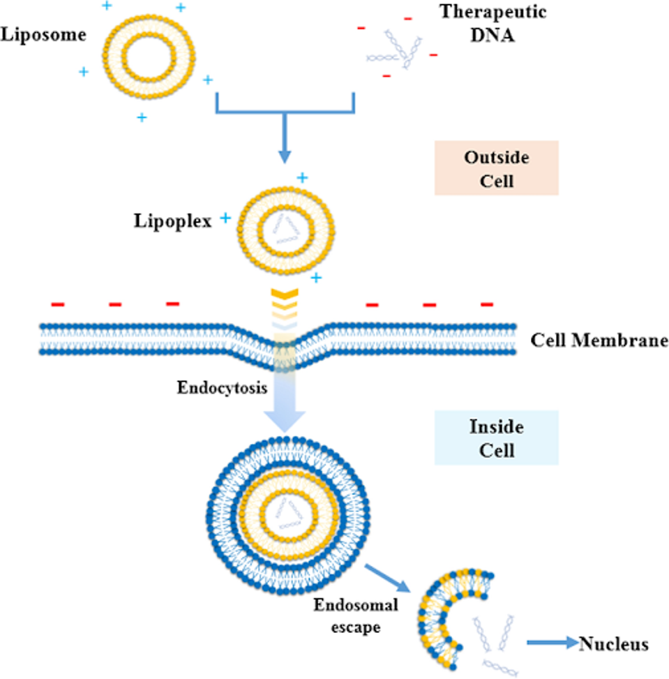 Gene Therapy: Non-Viral Vectors