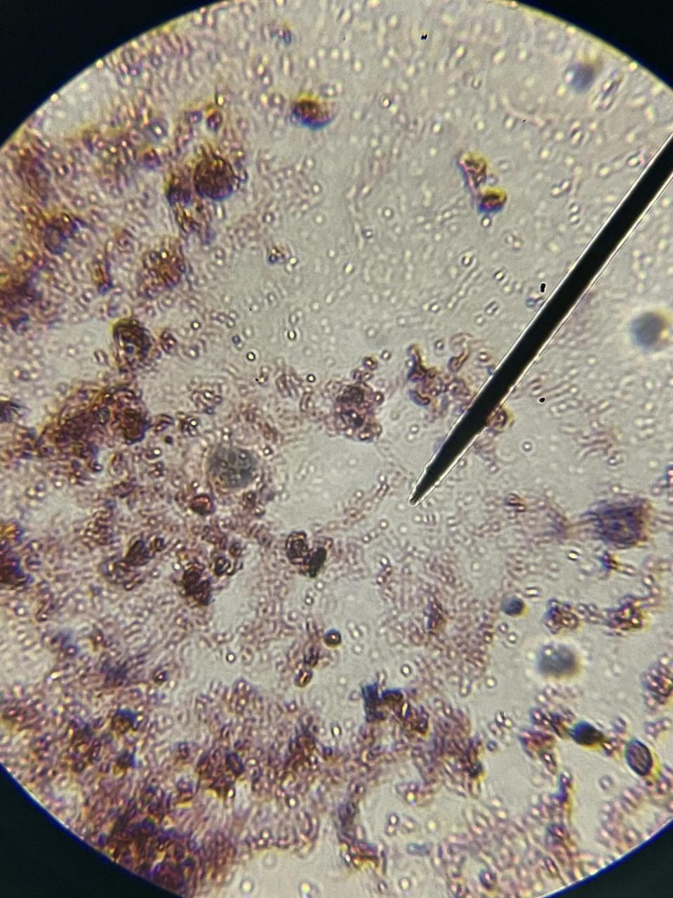 Windfall bio culture plate