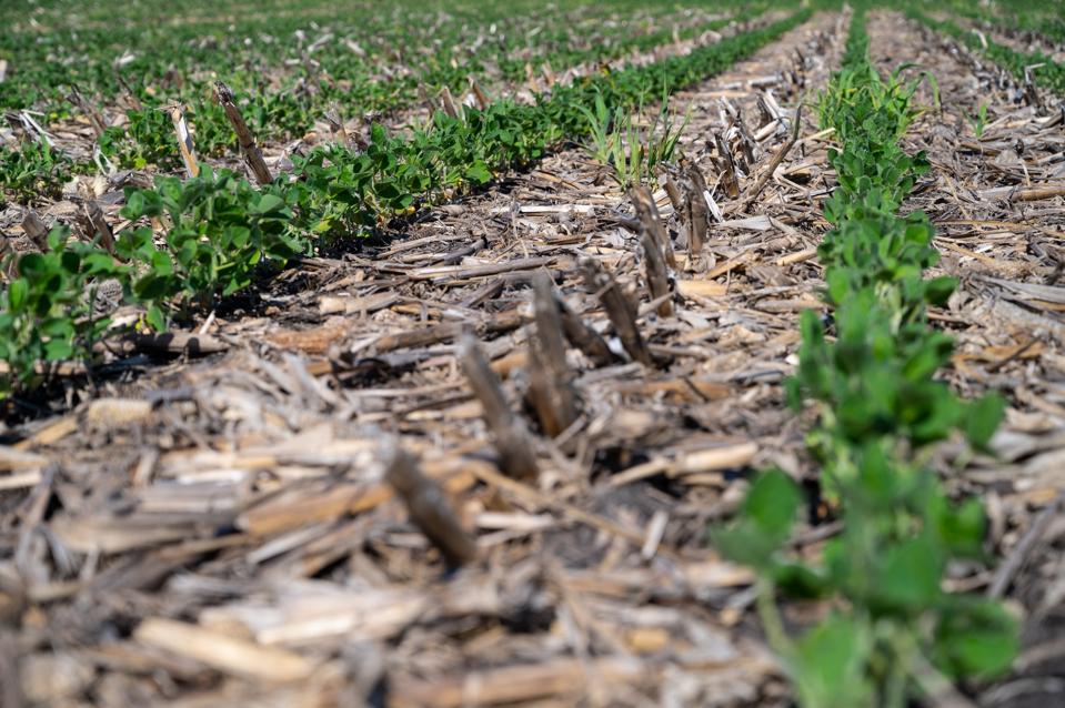 No-Till Soybean Field