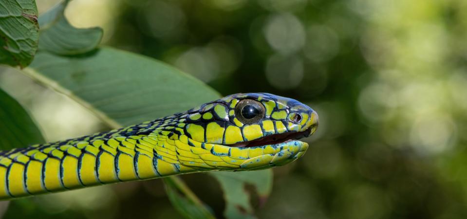 Meet The 3 Deadliest ‘Rear-Fanged Venomous’ Snakes—Shown In 4 Stunning ...