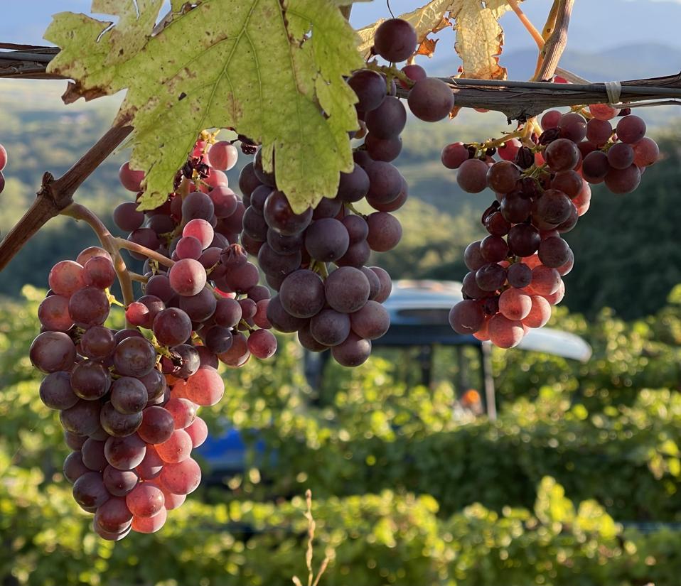 Ramato Is One Of Italy’s Best Kept Wine Secrets