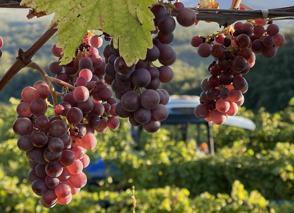 Ramato Is One Of Italy’s Best Kept Wine Secrets