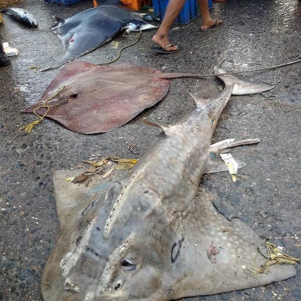 How Are Scientists Solving The Mystery Of Rare Rays In India?