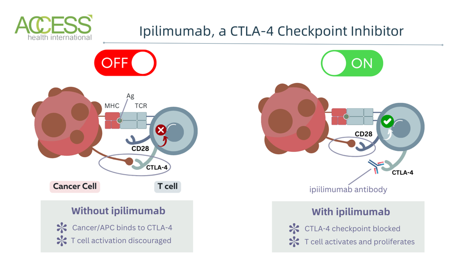 Ipilimumab mechanism