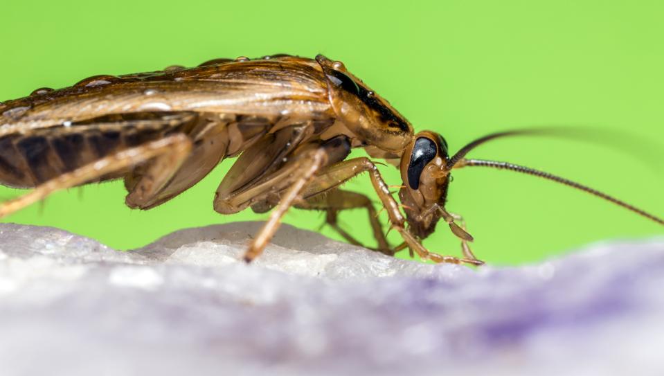 There’s Nothing ‘German’ About The German Cockroach—Here’s Where The ...