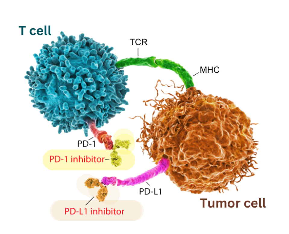 Anti-PD-1 and anti-PD-L1 Checkpoint Inhibitor Mechanism