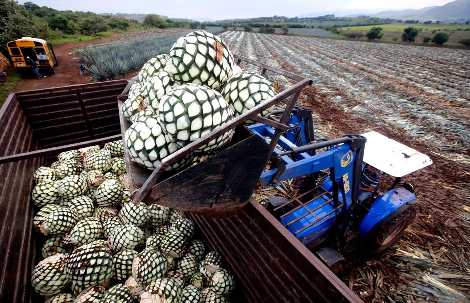 MEXICO-ECONOMY-AGAVE-TEQUILA