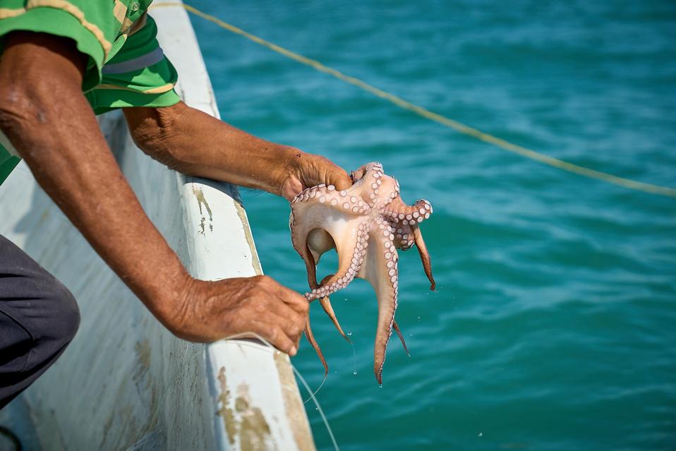 A fisherman holding an octopus right out of the sea.