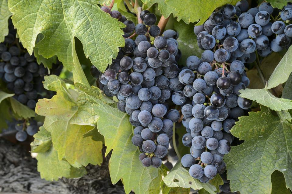 Close-up of Pinot Noir Wine Grapes on Vine