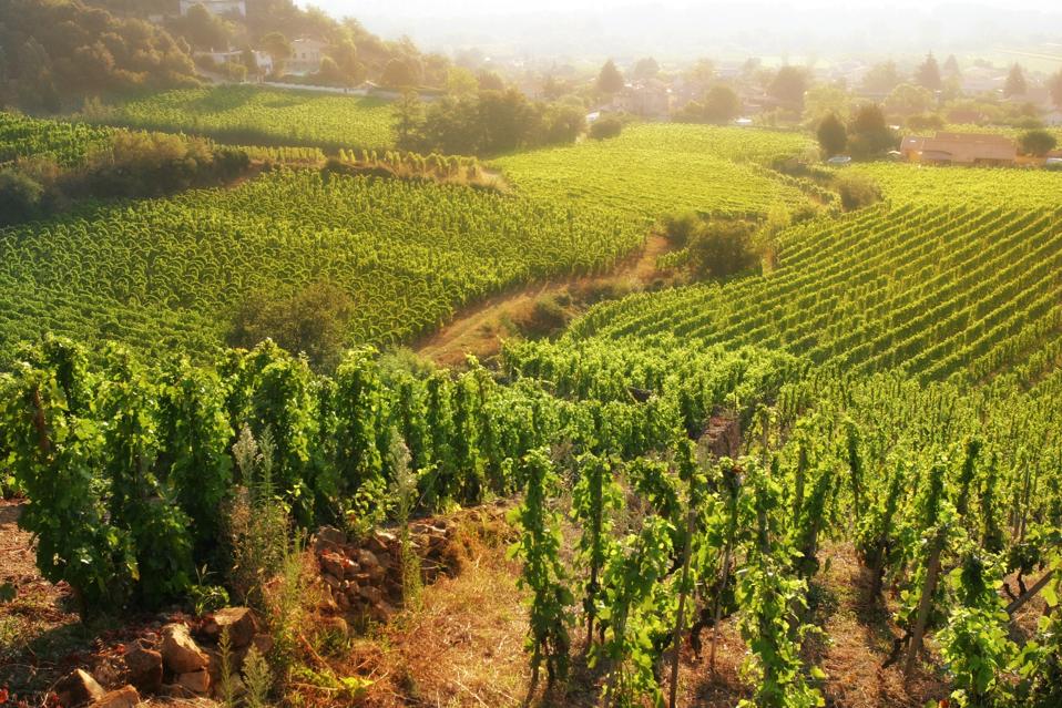 Rolling Hillside Vineyards