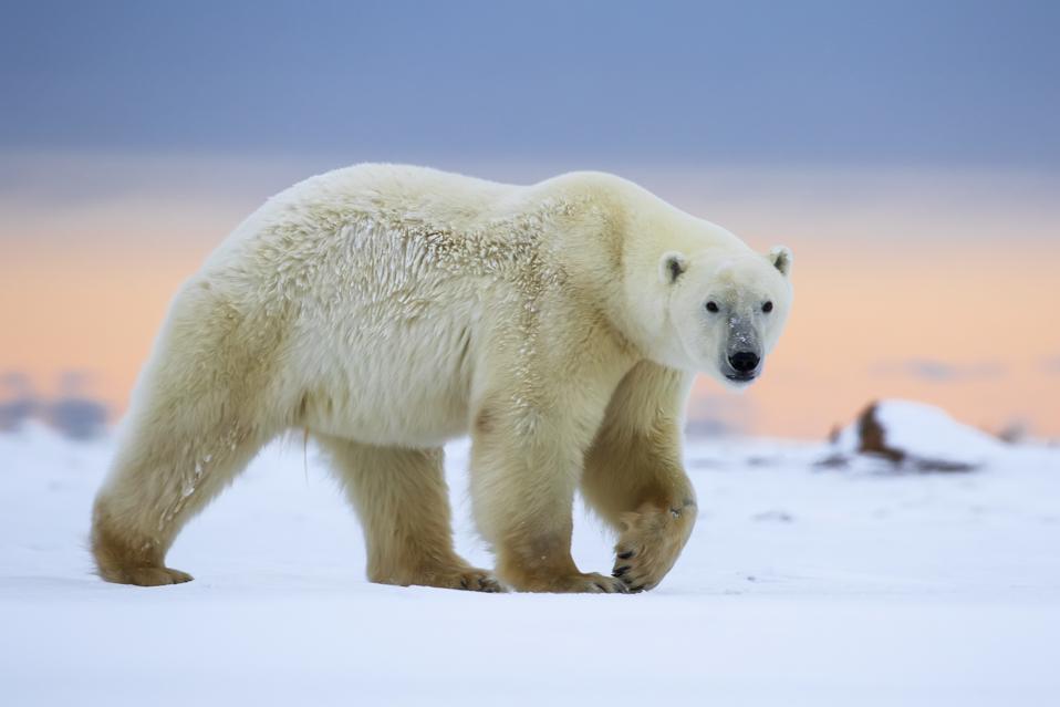 Walking With Wild Polar Bears How A Dramatic Arctic Safari Will