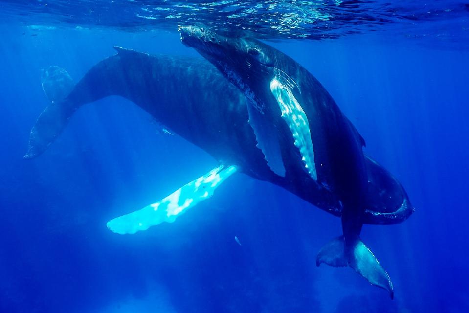 Luxury Yacht Finds Purpose And Passion In Scientific Research Luxury Yacht Finds Purpose And Passion In Scientific Research