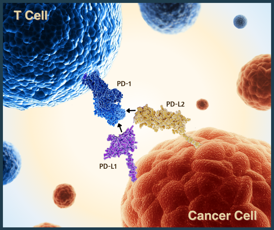 PD-1 checkpoint protein and its binding partners: PD-L1 and PD-L2