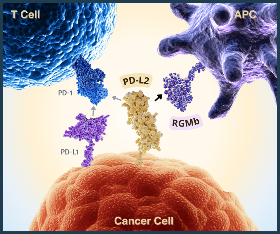 Illustration of PD-L2-RGMb Binding