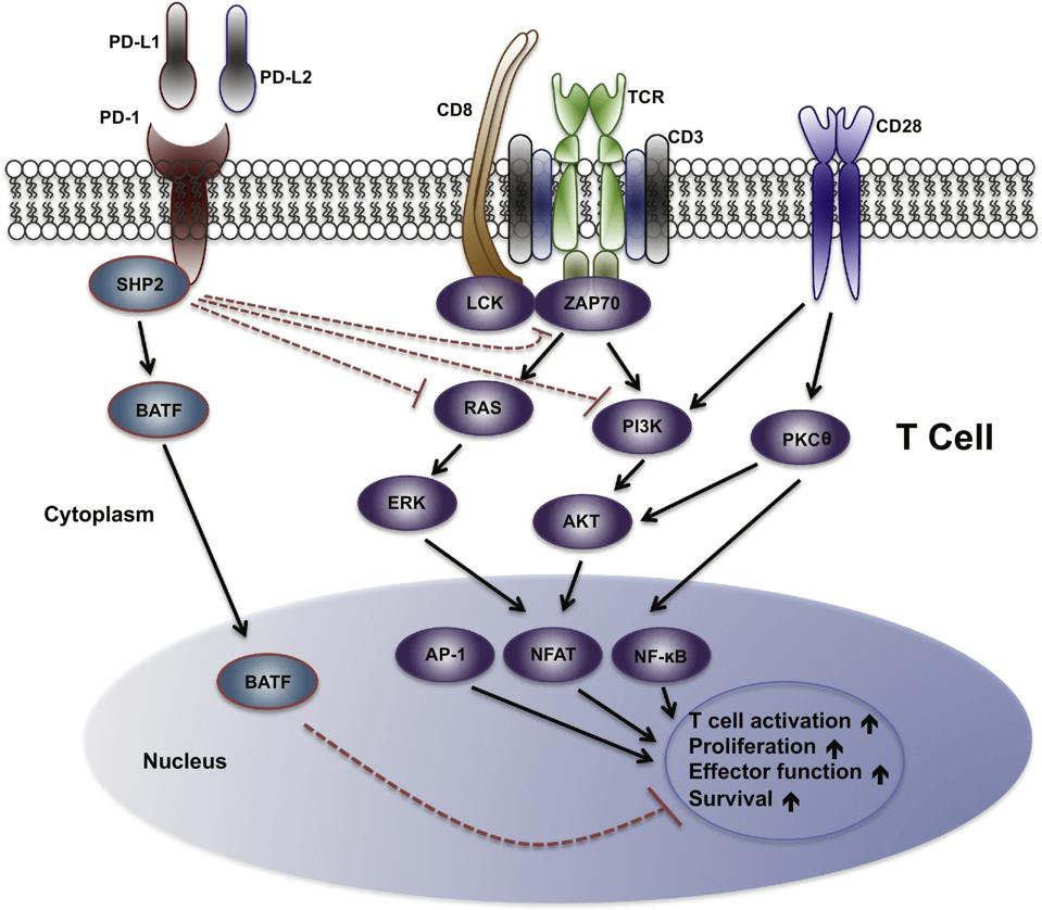 PD-1 PD-L1 Checkpoint